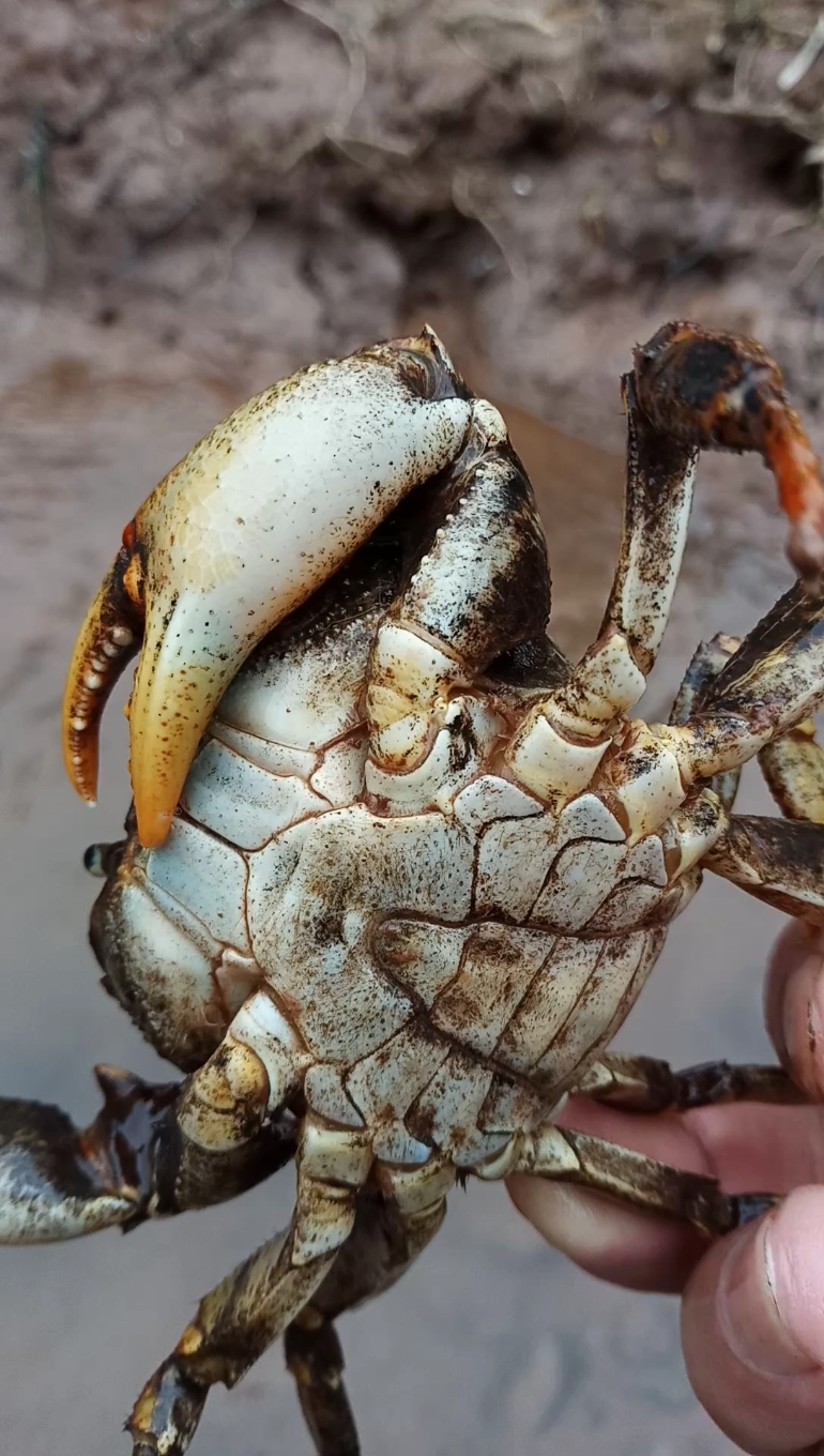 土螃蟹