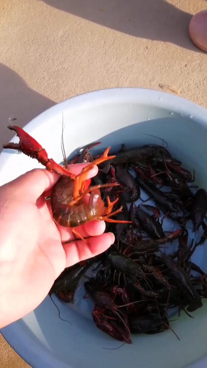 刚抓的小龙虾