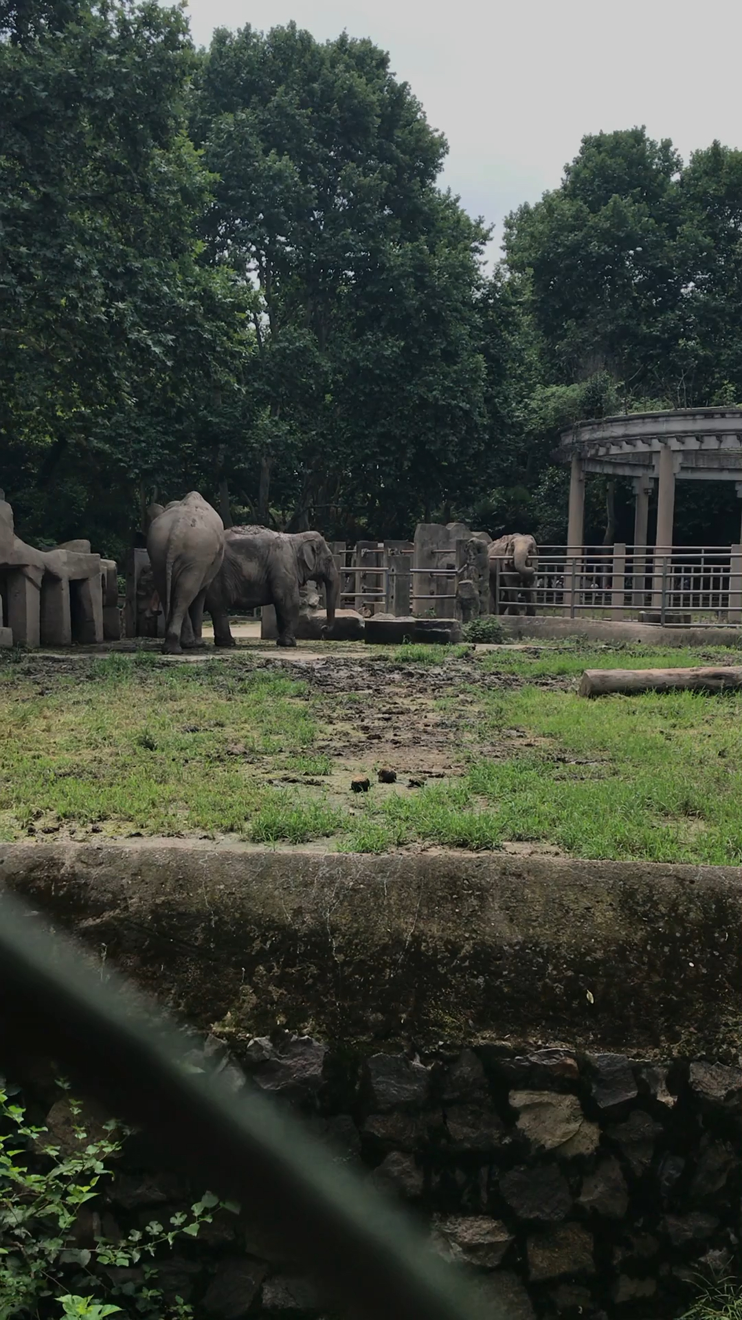 上海动物园,大象