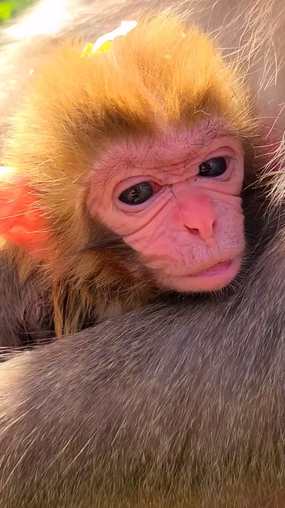 刚出生的猴宝宝