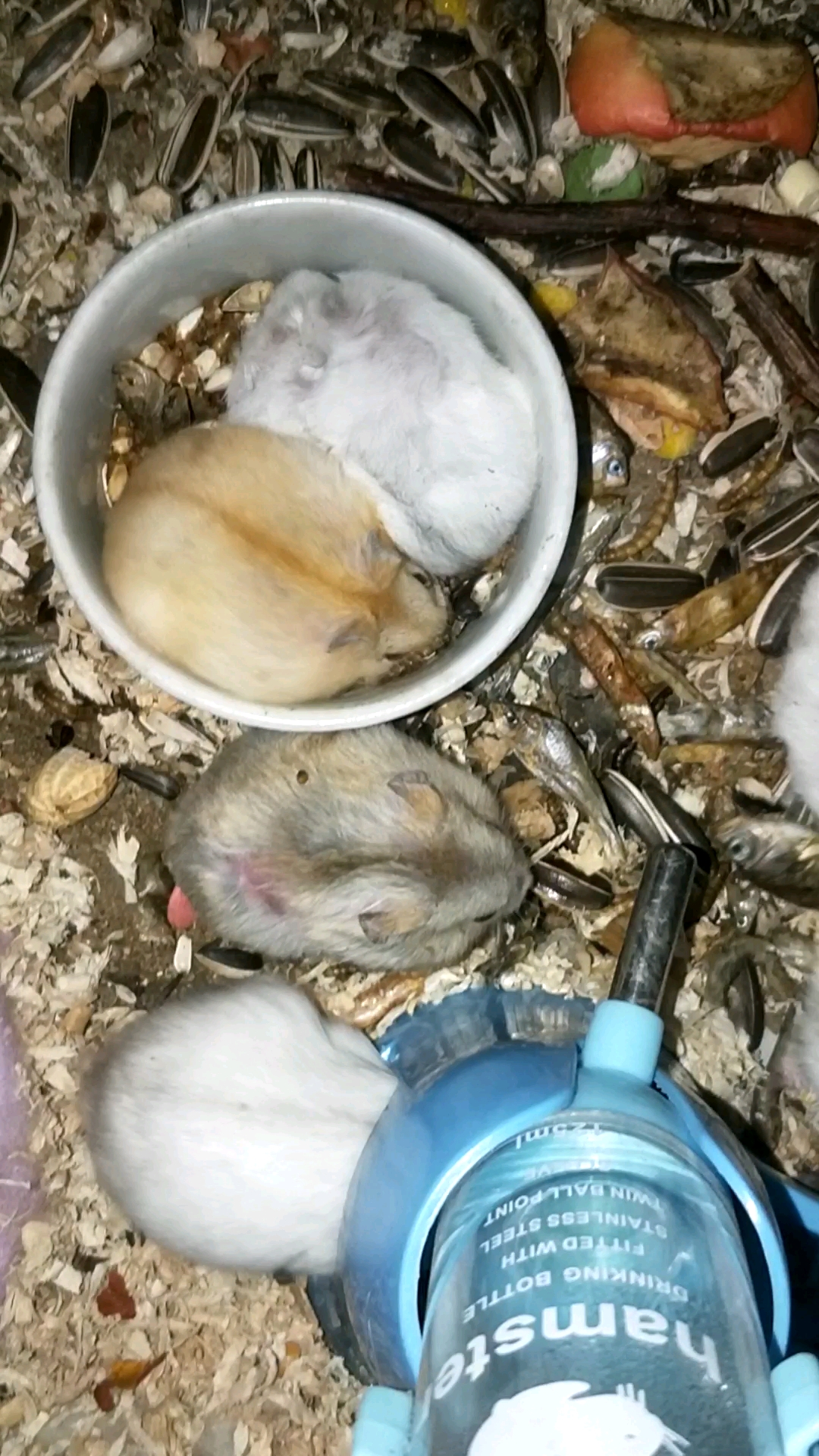 我家小仓鼠#一窝仓鼠.