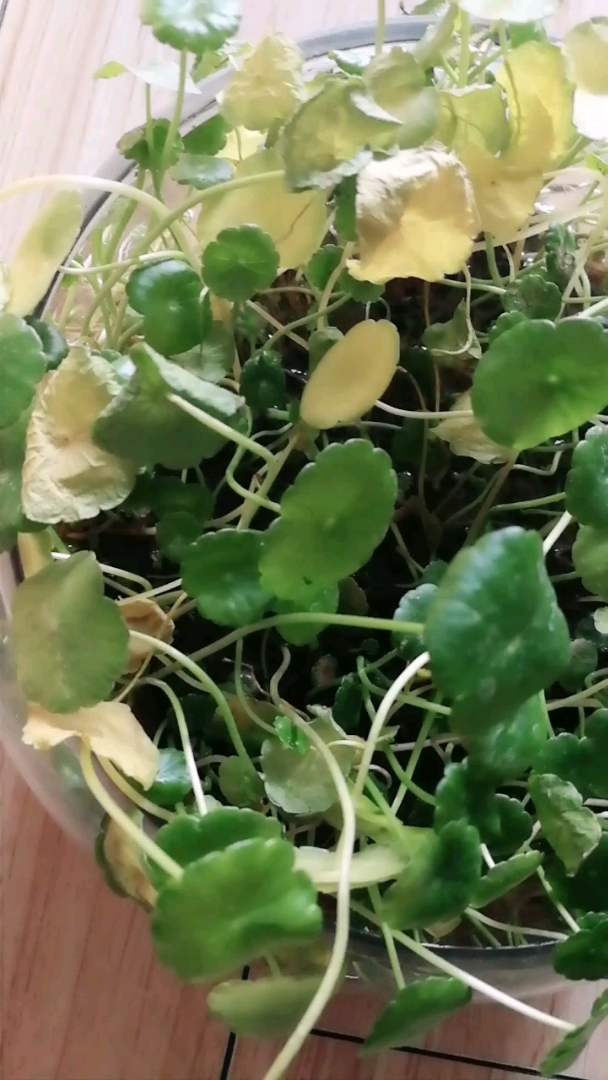 铜钱草死翘翘了,还有挽回的余地吗?