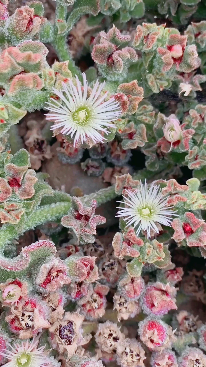 海岸上的"冰叶日中花"