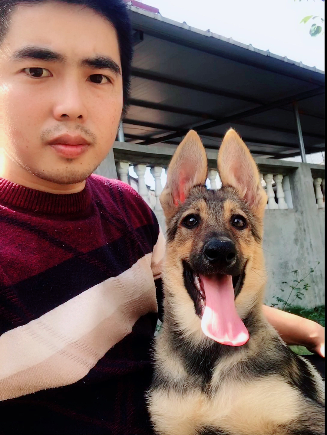 昆明犬#昆明犬草黄母犬喜欢的可以来了!