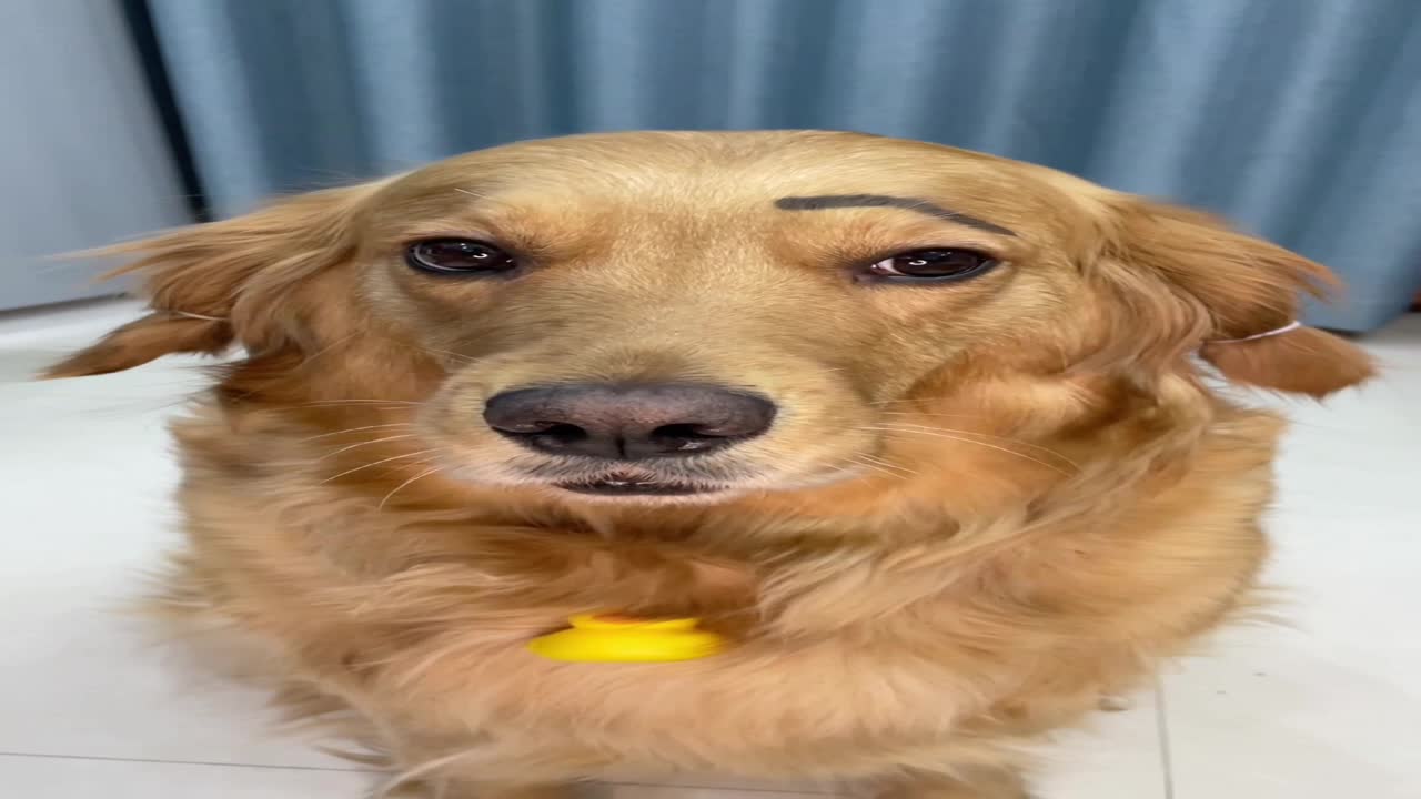 狗子有了眉毛怎么傻乎乎的