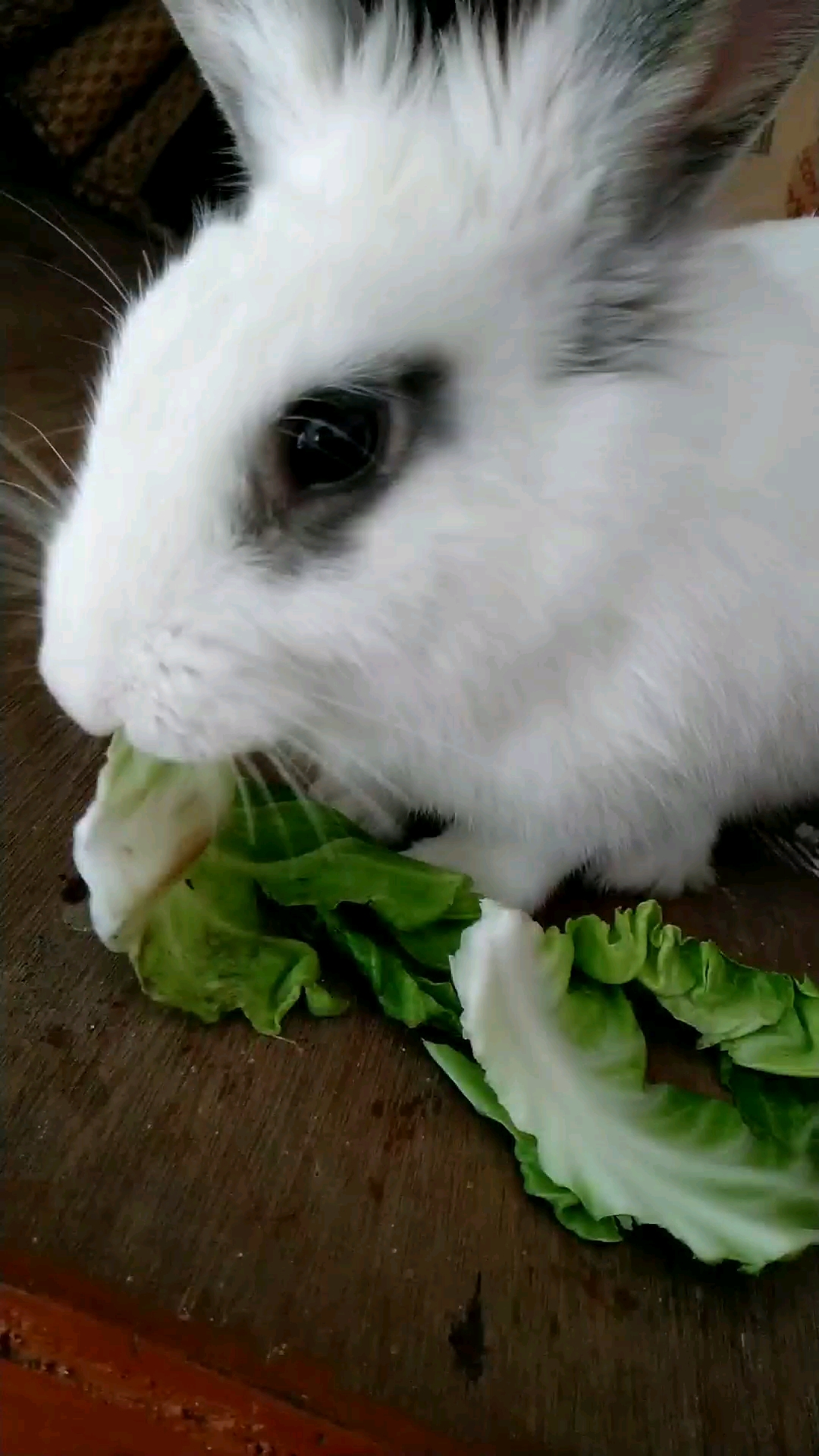 神宠来袭#兔子吃菜