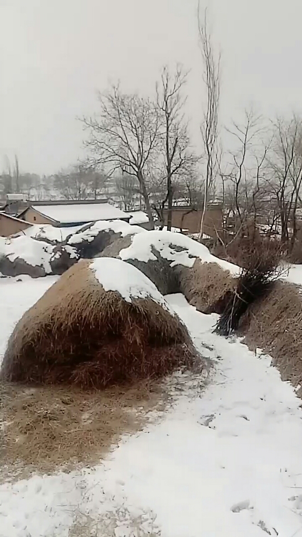 快看看,农村的雪天!