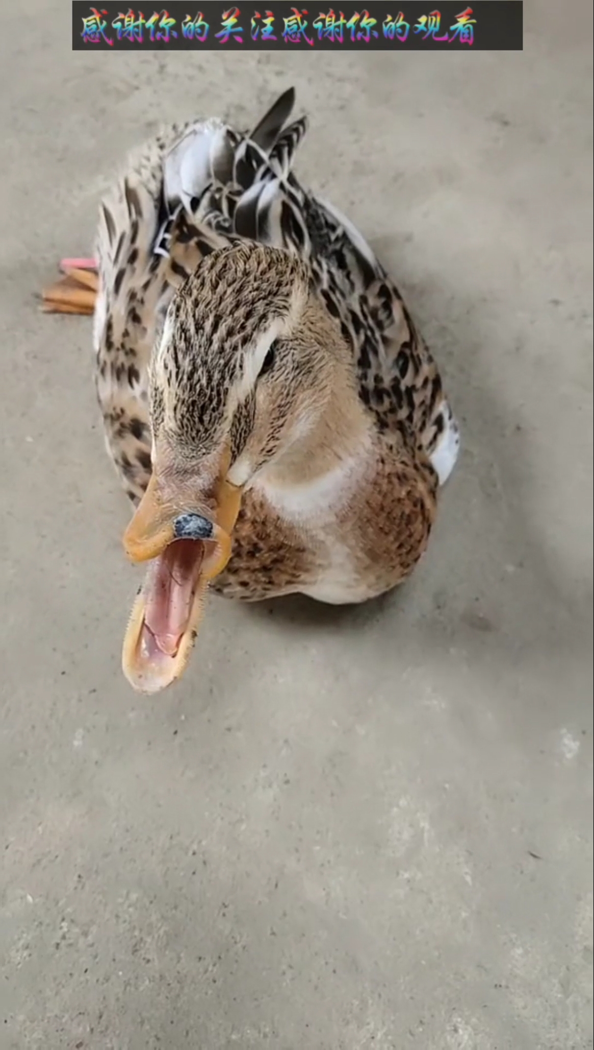 今天这么穿#这个鸭子的嘴巴,也怪吓人的.