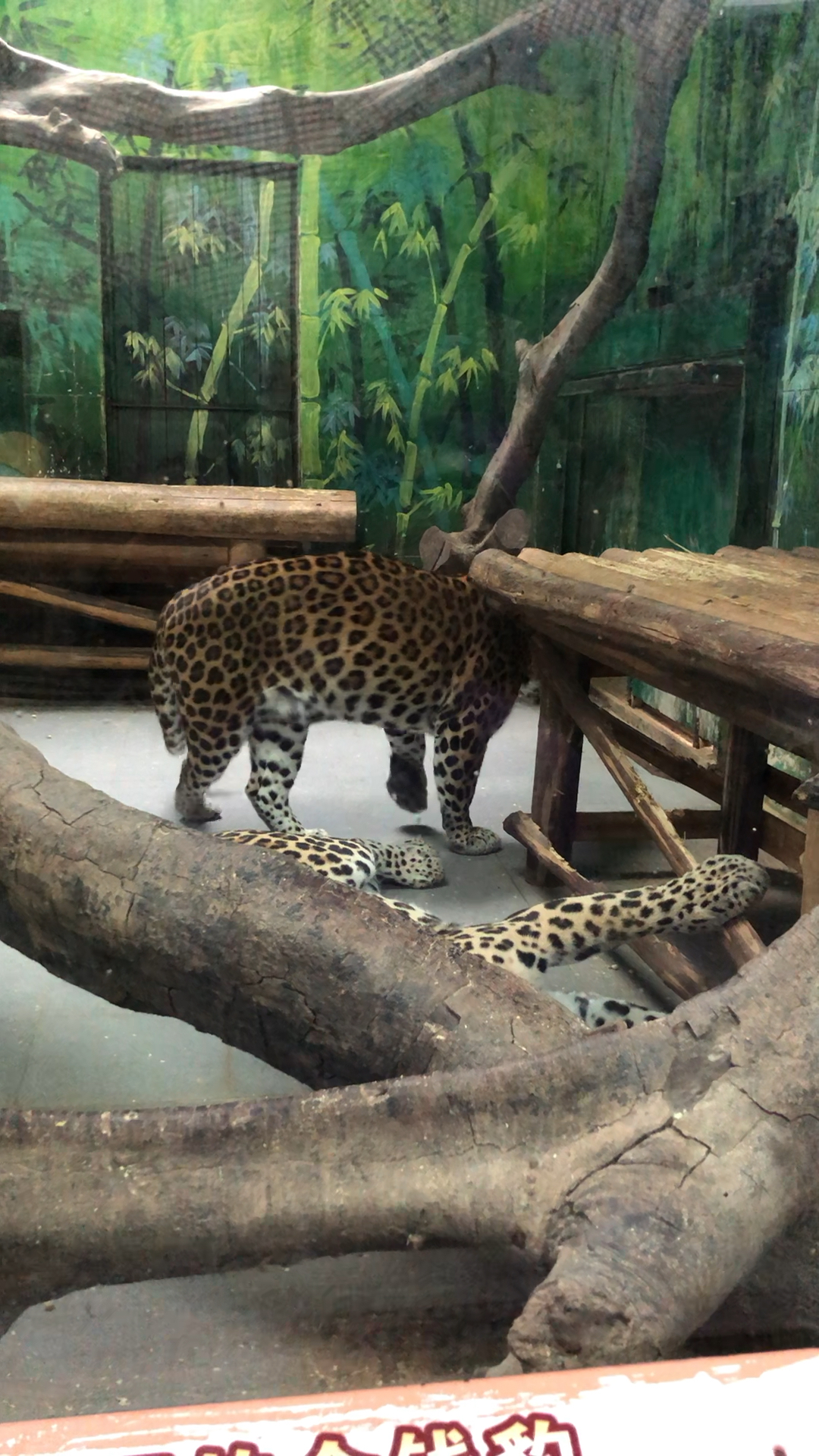 杭州野生动物园金钱豹图片