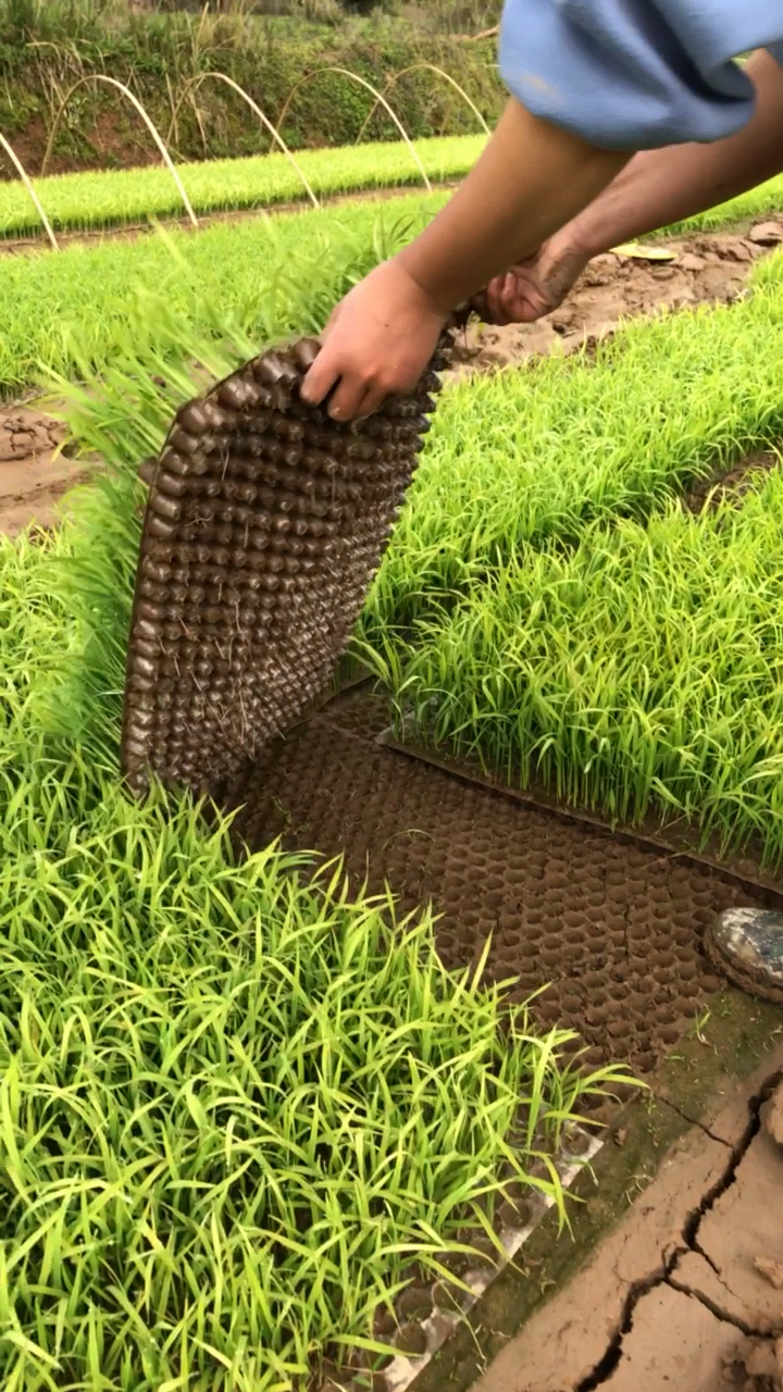 掀秧盘种水稻