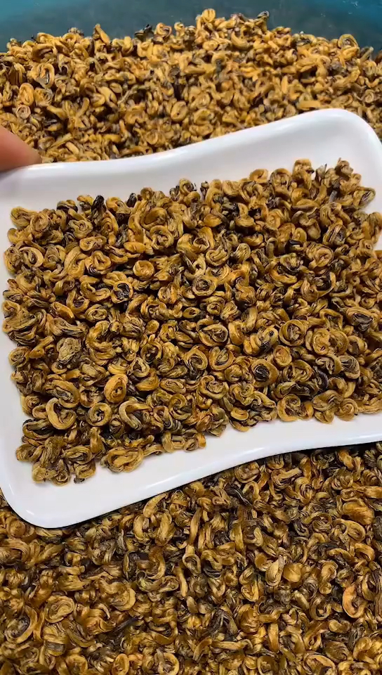 滇红螺卷曲成螺,金光灿烂,金毫绒绒,颗粒饱满,金黄油润,汤色像黄金,香