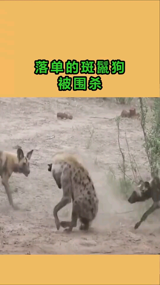 大自然的法则落单的斑鬣狗被捕杀太恐怖了