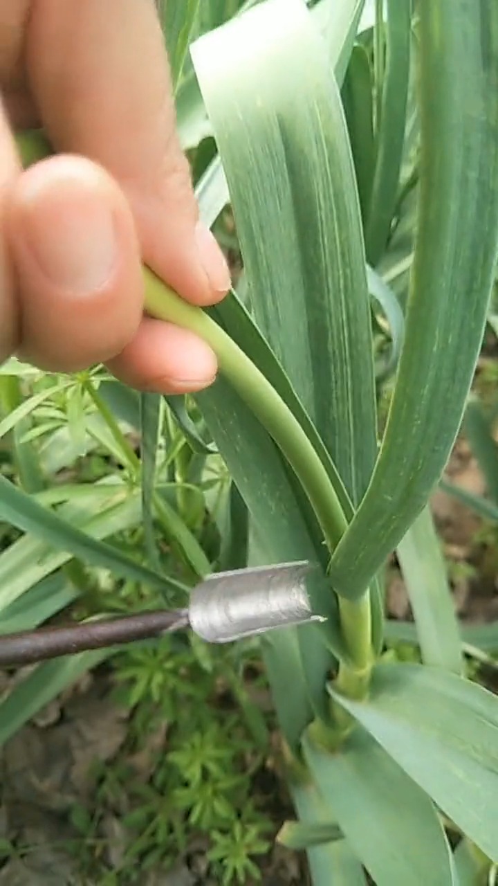 抽蒜苔怎么抽图片