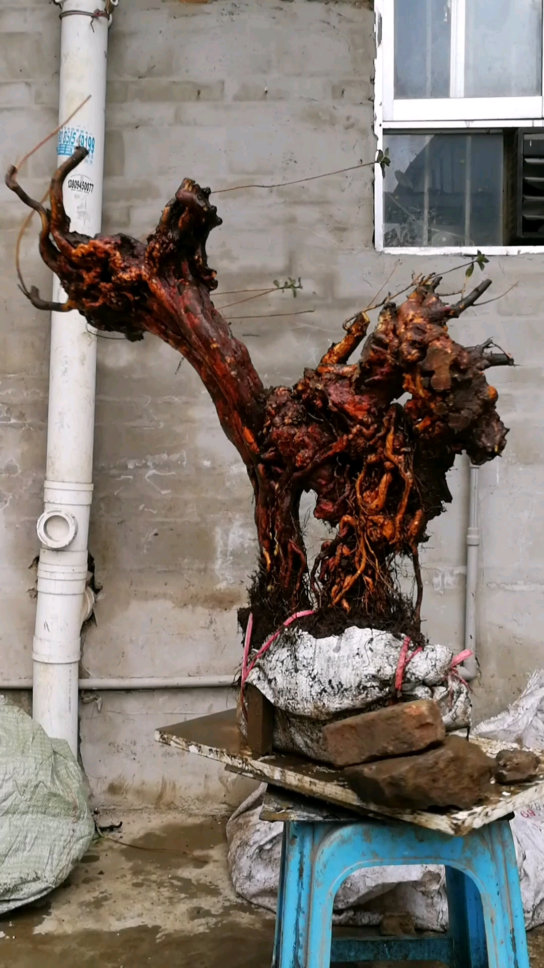 映山红下山精品根桩