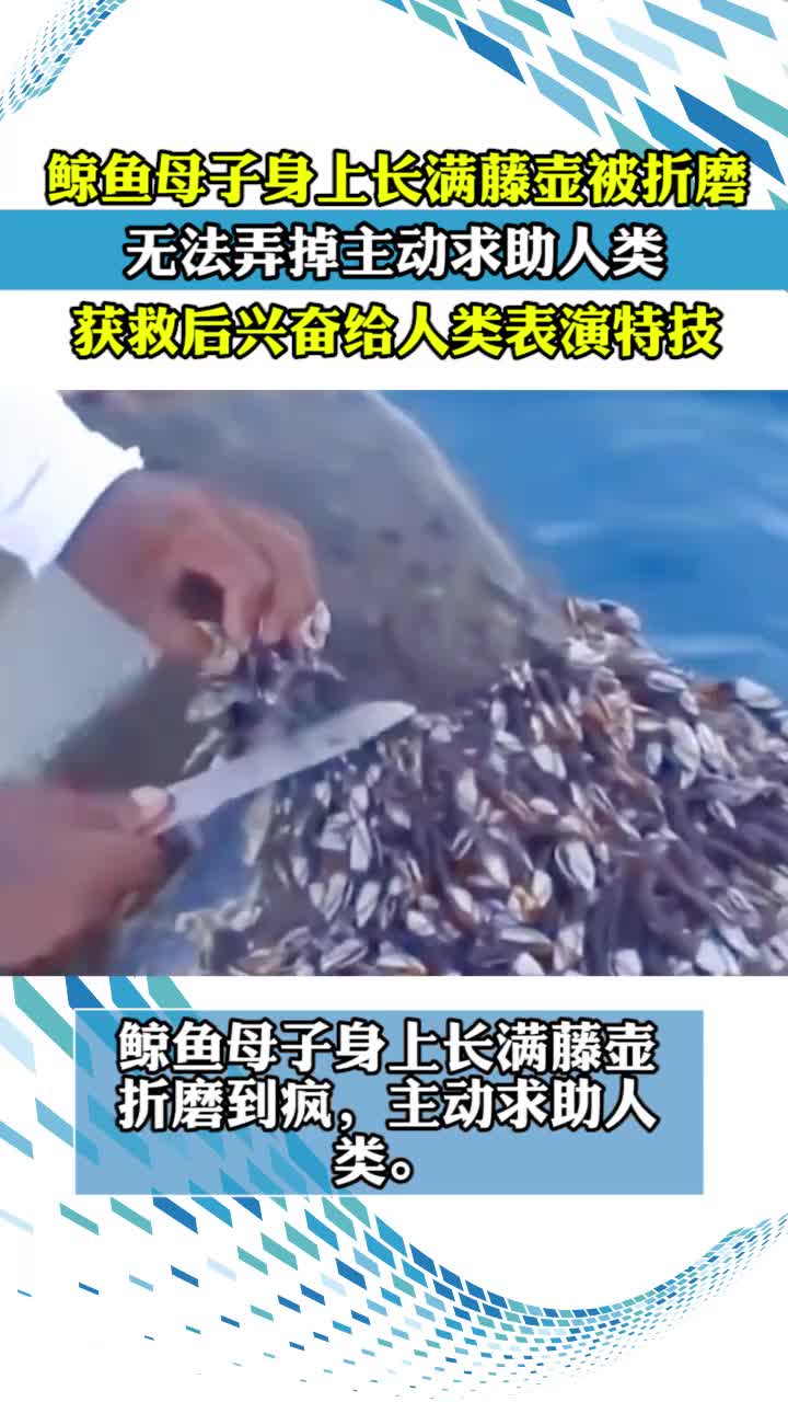 鲸鱼母子身上长满藤壶被折磨到疯无法弄掉主动求助人类