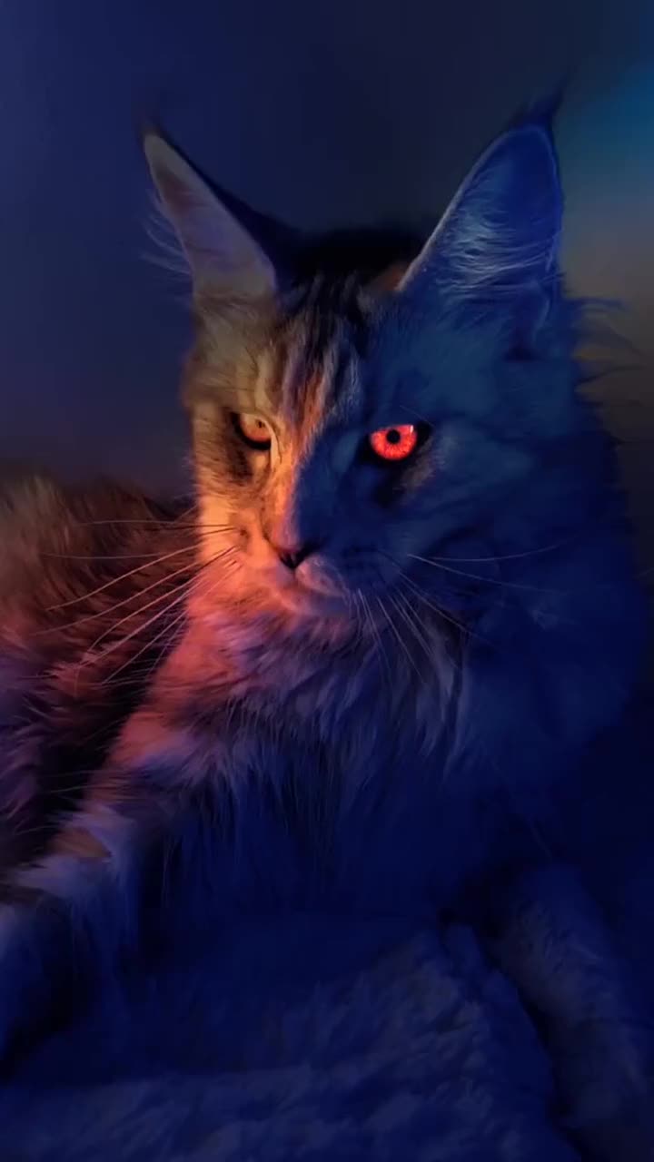 母猫帅起来没男人的事看到这样霸气的猫,我想体验跨越种族的爱情