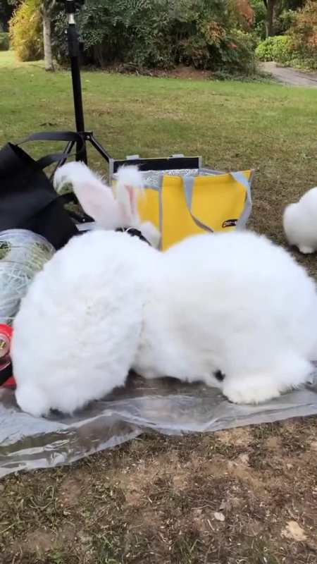 家里的母老虎太凶了,你看外面的多温柔!