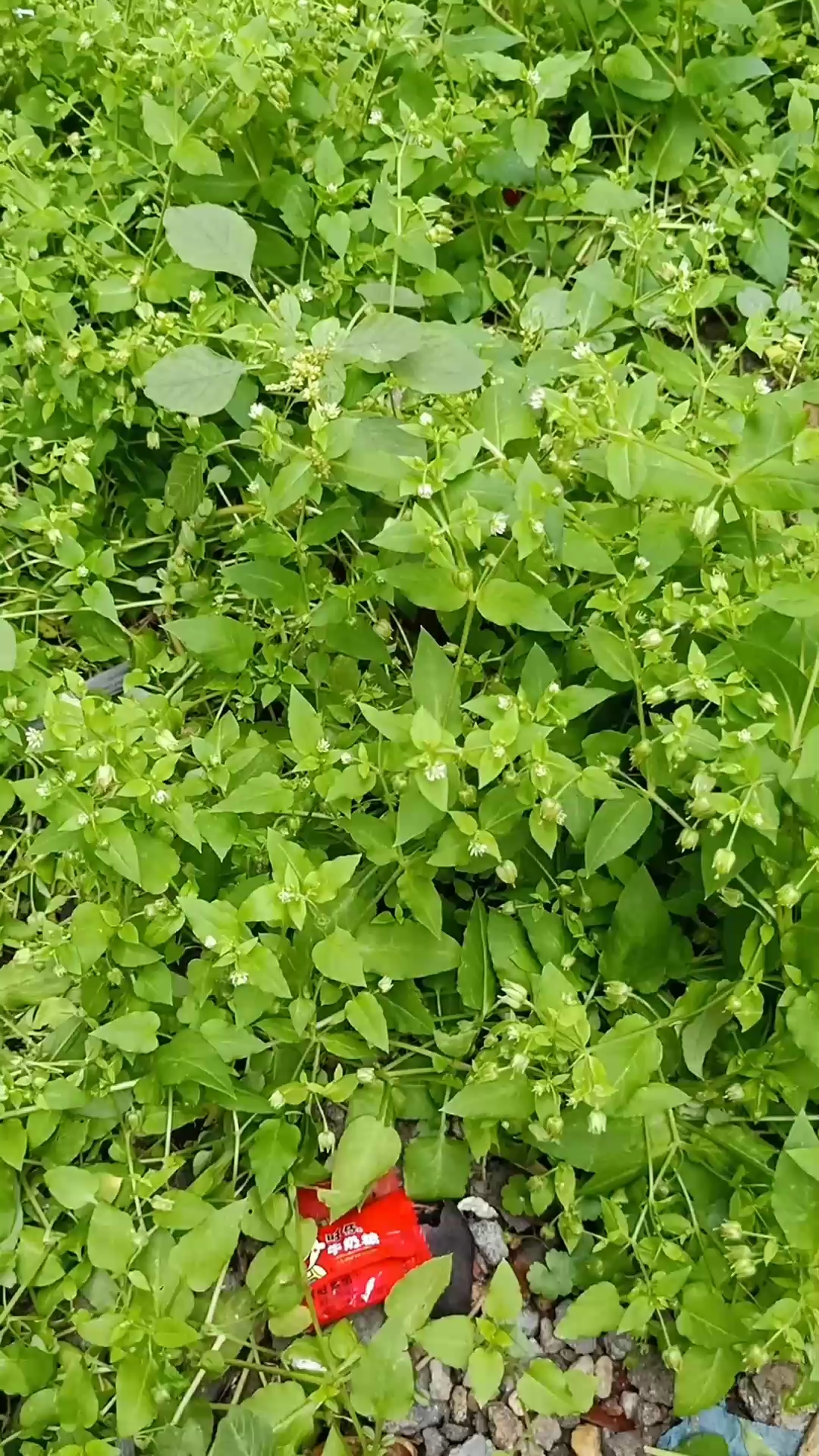 解百毒的草药,你又见过没?