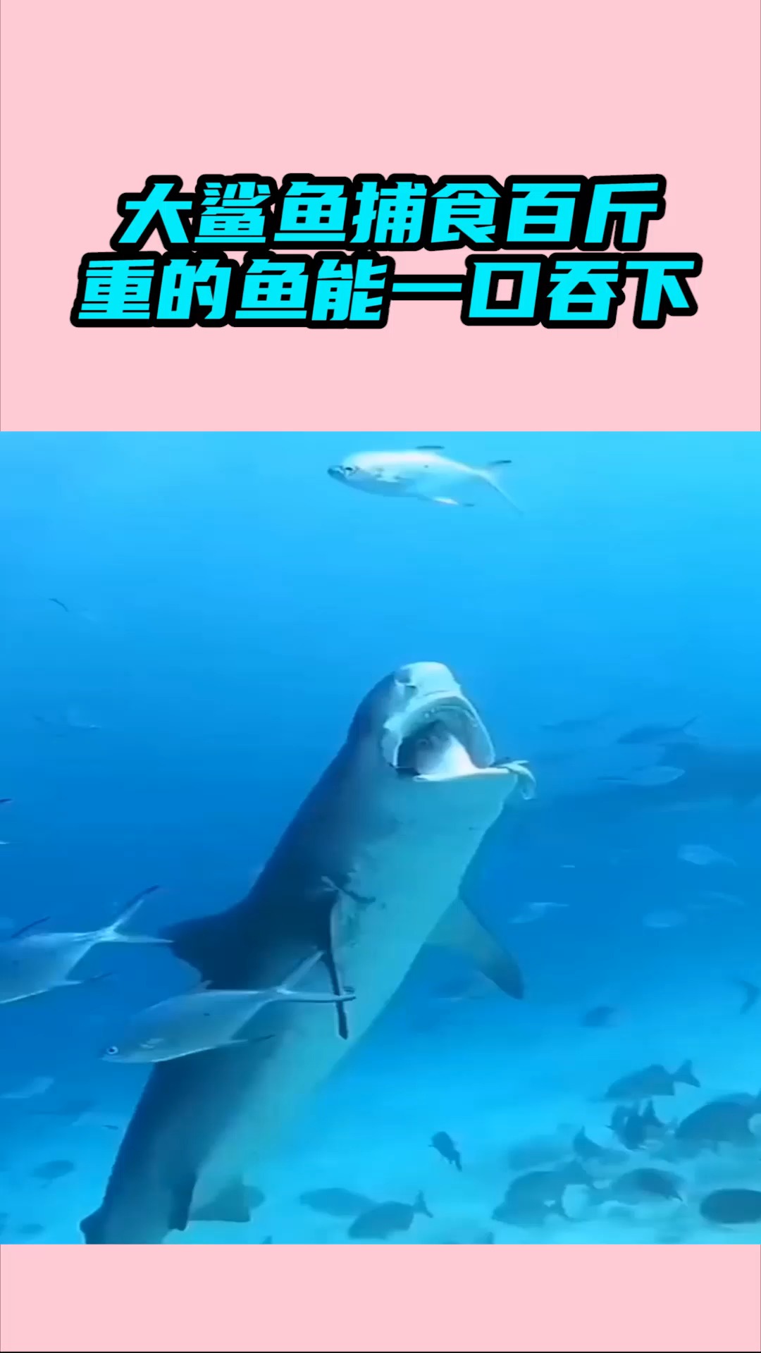 我要上热门#大鲨鱼捕食,百斤重的鱼能一口吞下
