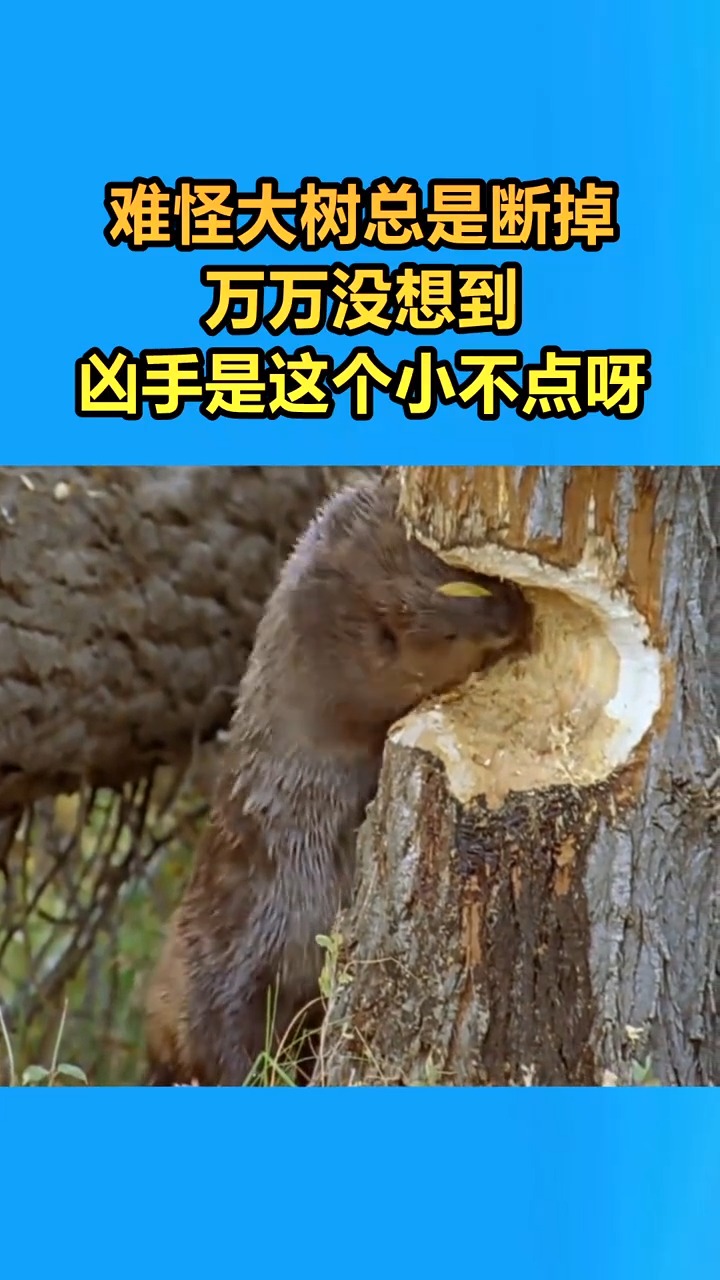 海狸看着很呆萌,没想到牙齿这么厉害