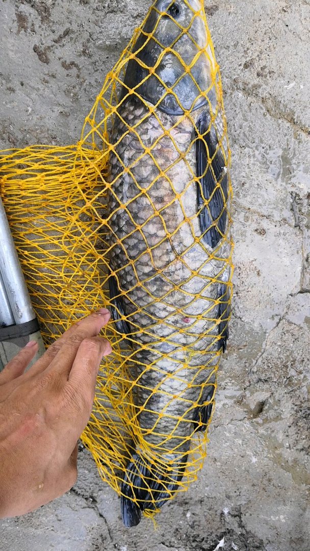 点下关注,钓鱼佬们,后期还有视频,3.5斤的黑草鱼