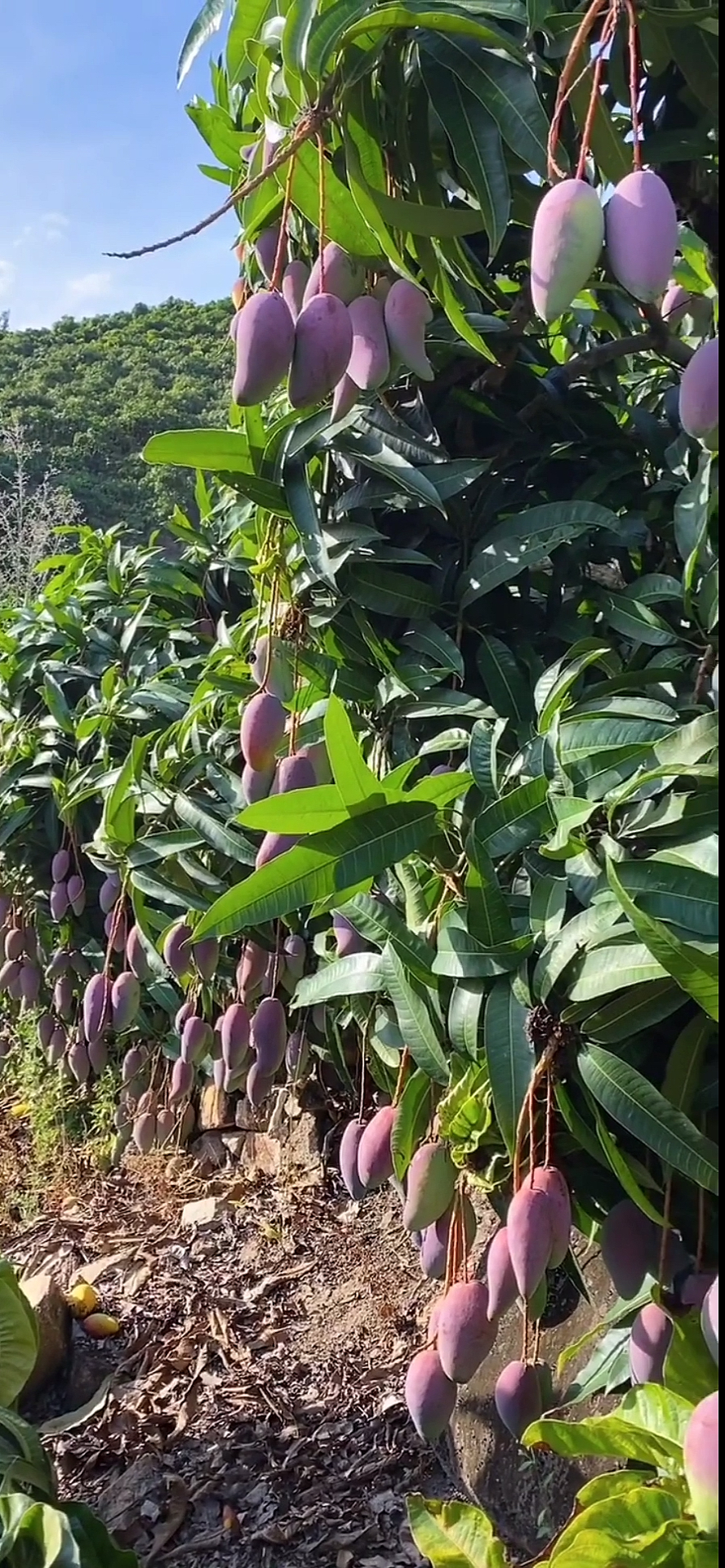 #新鲜芒果#这颗贵妃芒果树也结的太好了!-度小视