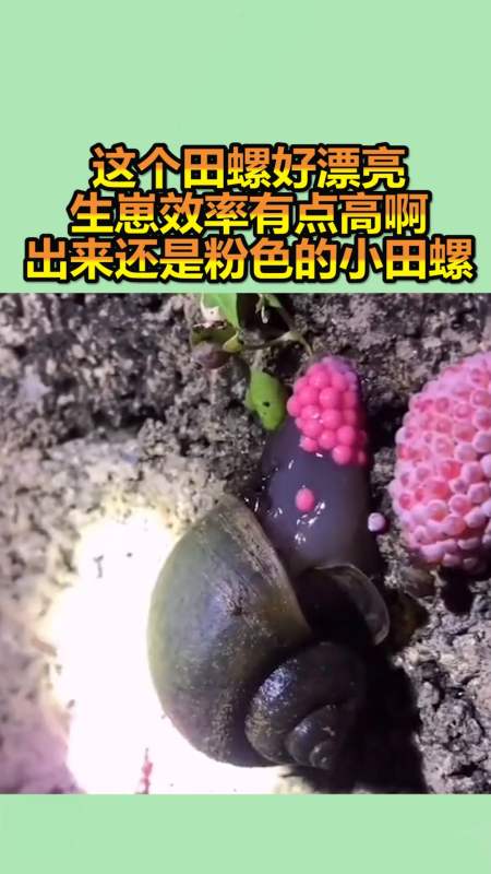 我要上热门#这个田螺好漂亮,生崽效率有点高啊,出来还是粉色的小田 