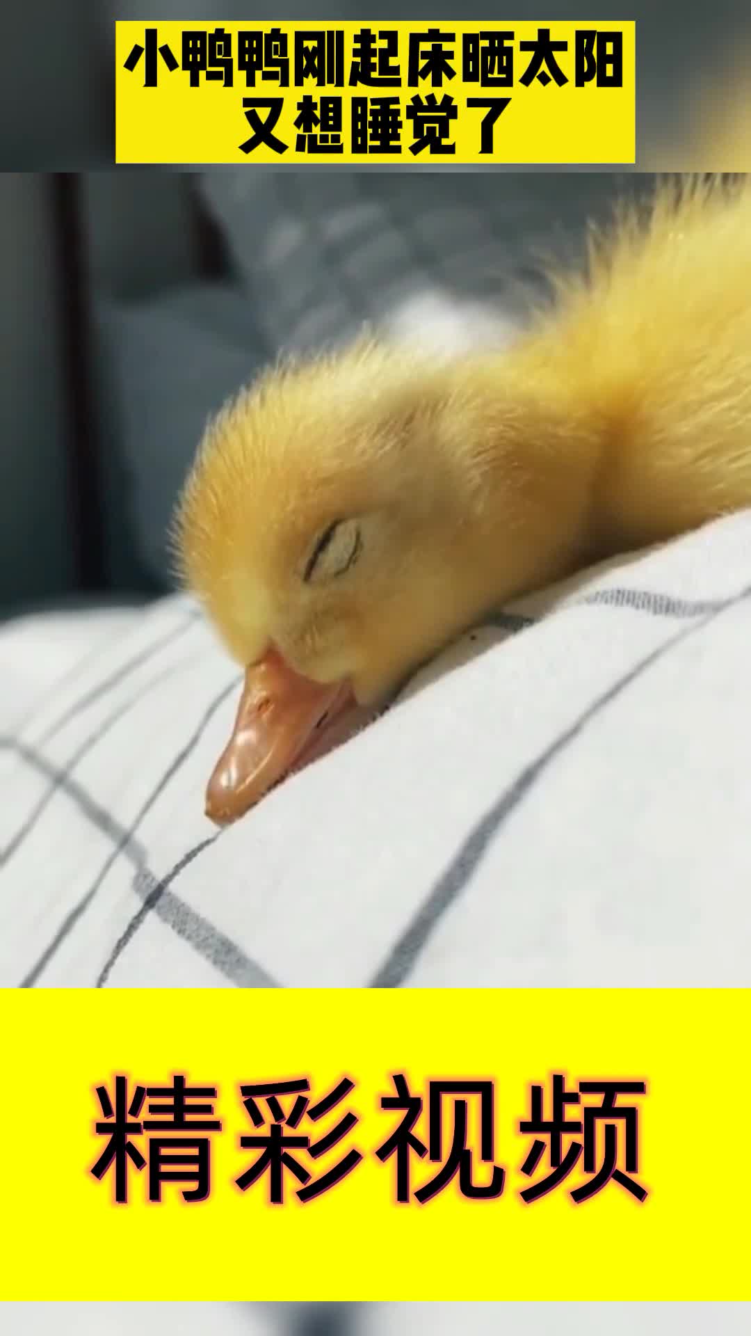 爱打盹的小鸭鸭,是怎么肥事啊好可爱