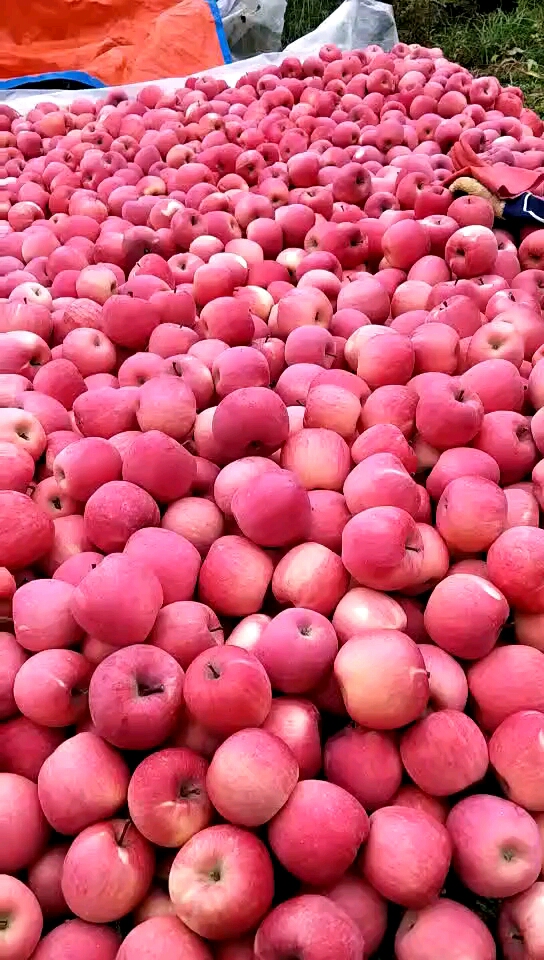 甘肃省,甘谷县的大苹果.香甜可口.冰糖心.