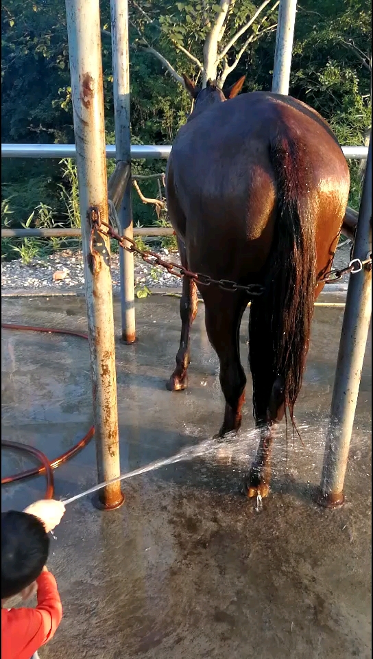 和爸爸一起给马儿洗澡