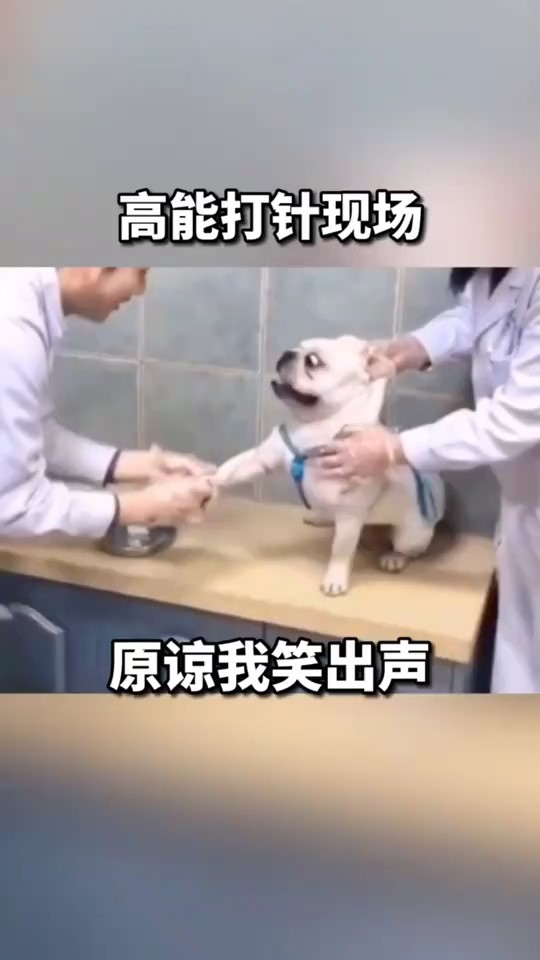 搞笑配音高能打针现场笑出猪叫声
