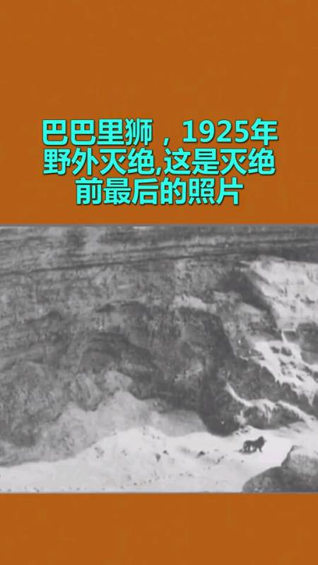 巴巴里狮,1925年野外灭绝,这是灭绝前最后的照片