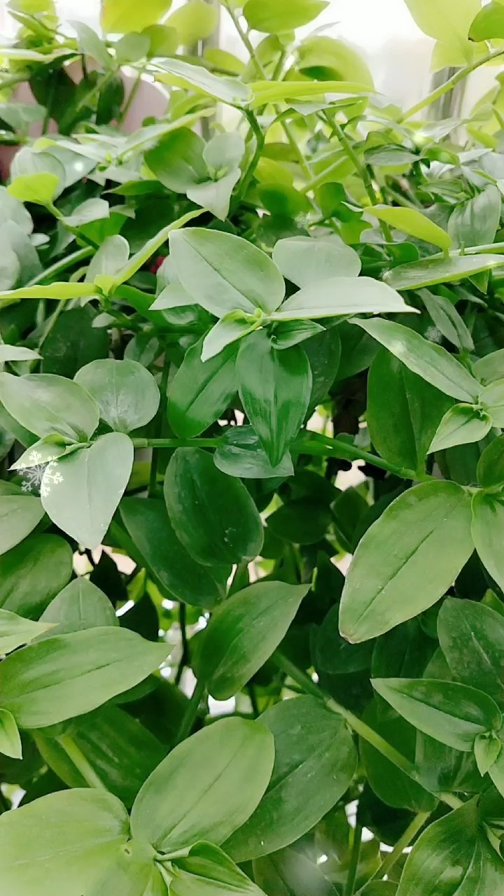 你喜欢的样子我都有#竹节吊兰特别好养,插到土里就活,每天都给它水