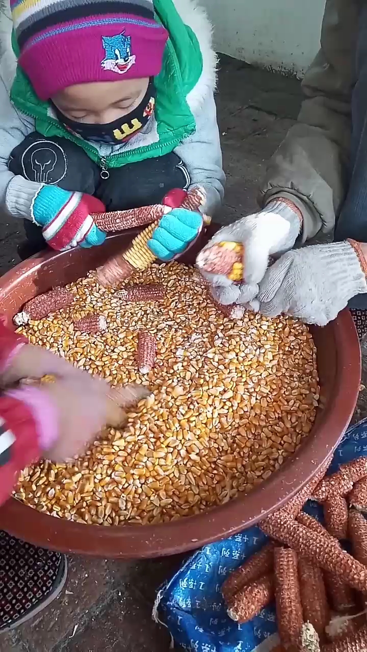 冬天到.搓点玉米磨成玉米面.