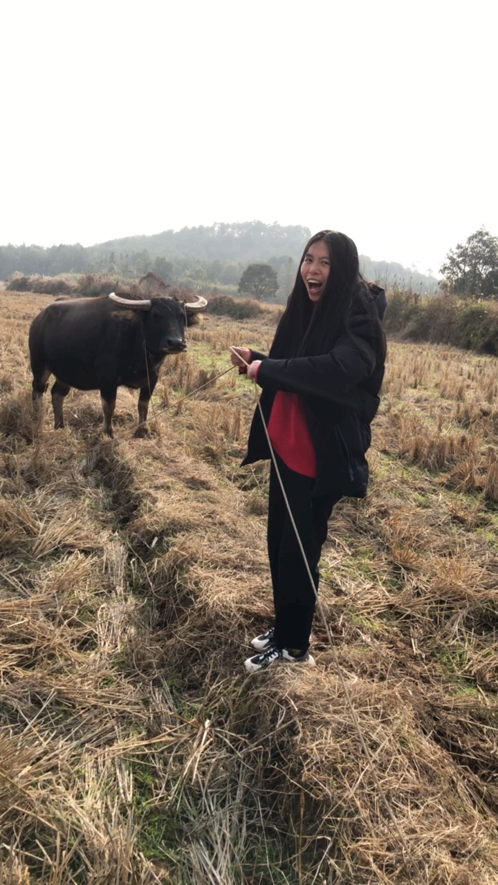 农村姑娘不拜年,呆在家放牛