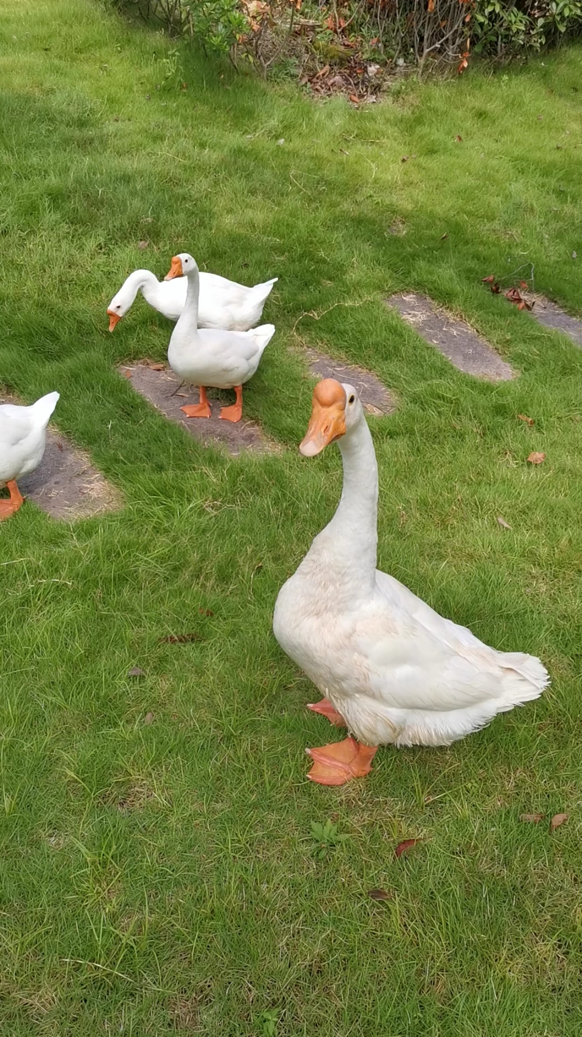 小小爱宠萌化你#好久没见这么多鹅了