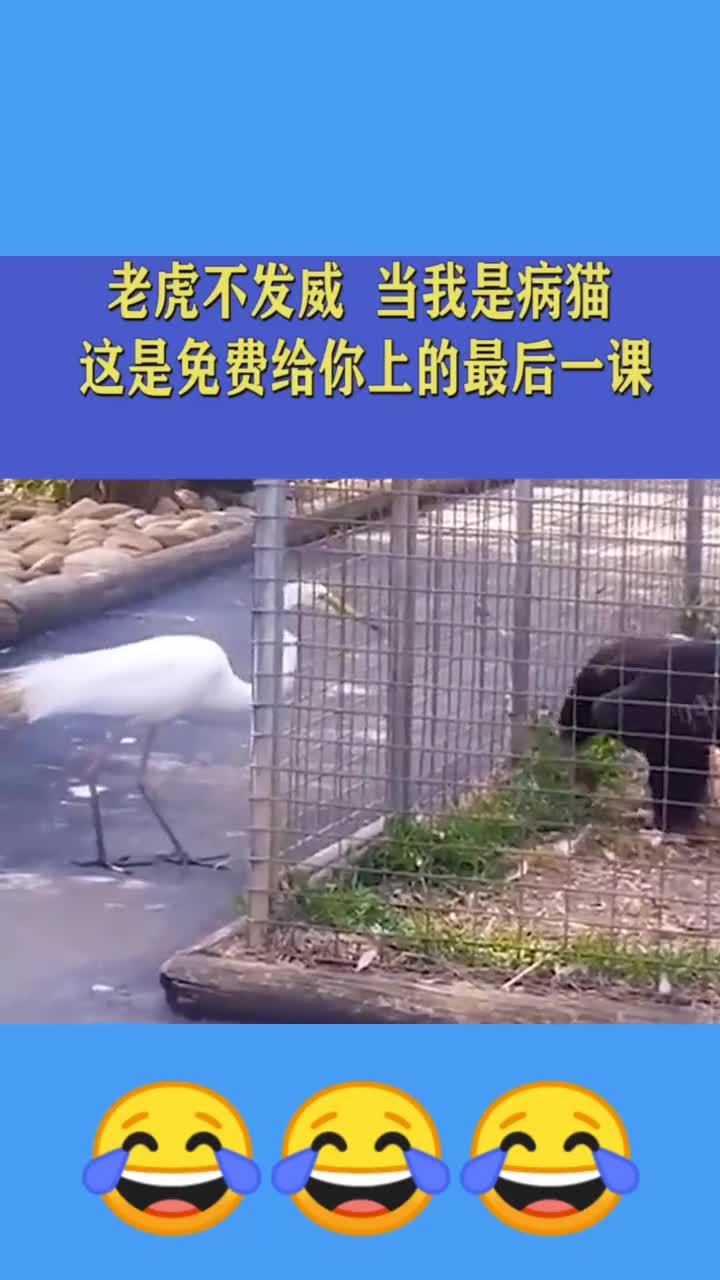 "老虎"不发威,当我是"病猫",免费给你上的最后一课!