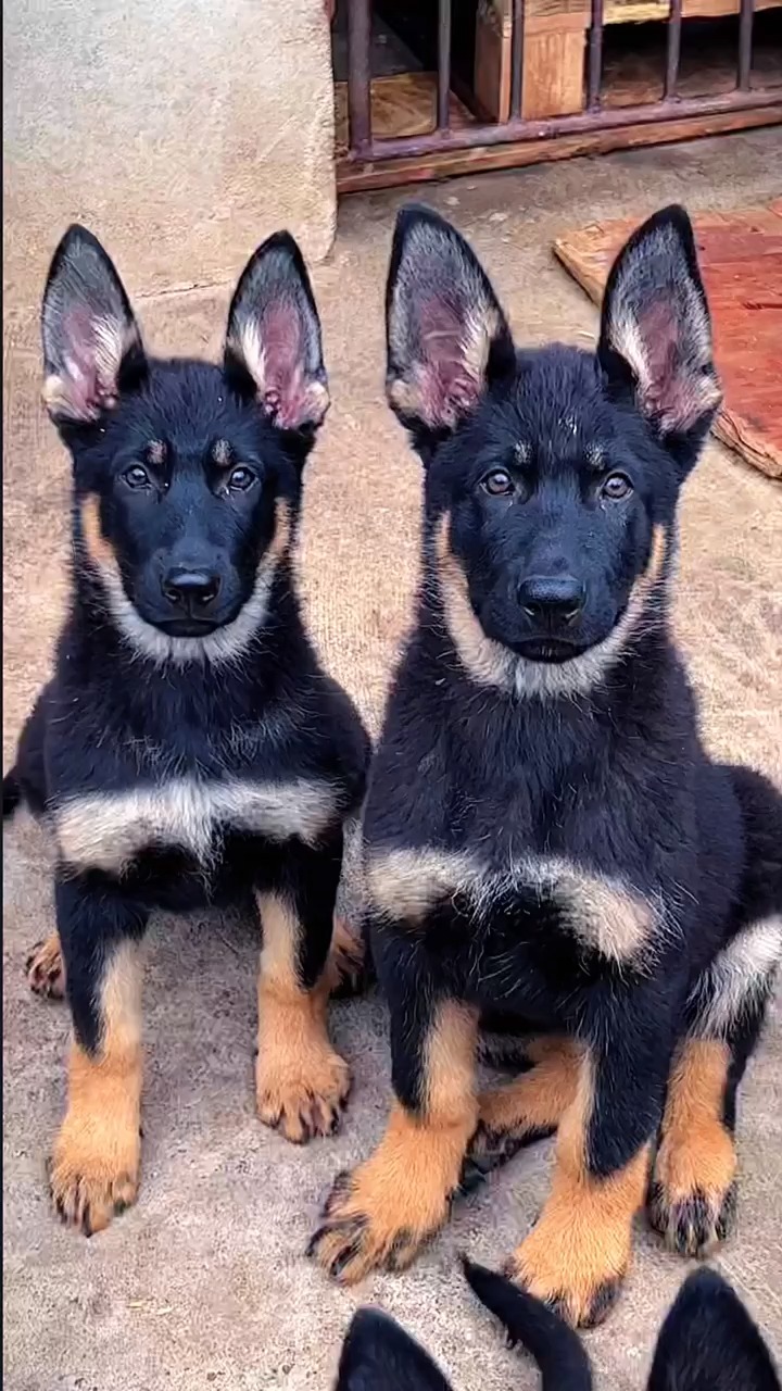 东德牧羊犬#太极东德