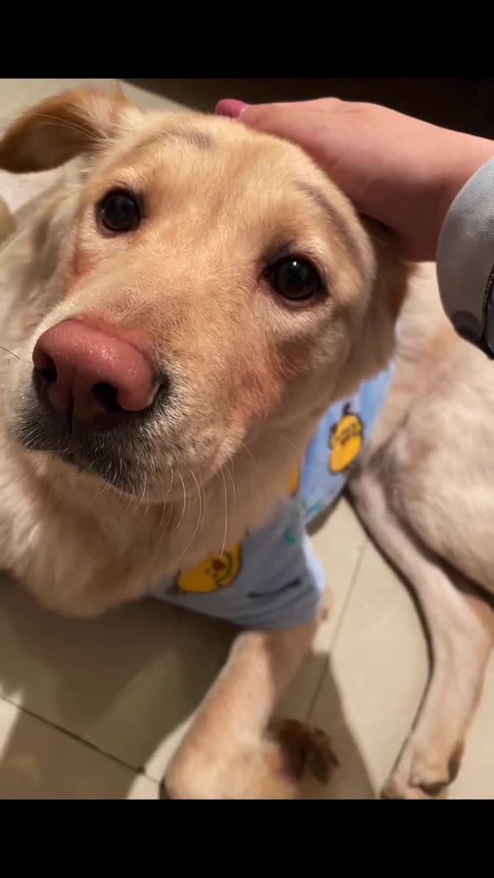 大家一起为金毛siri发声