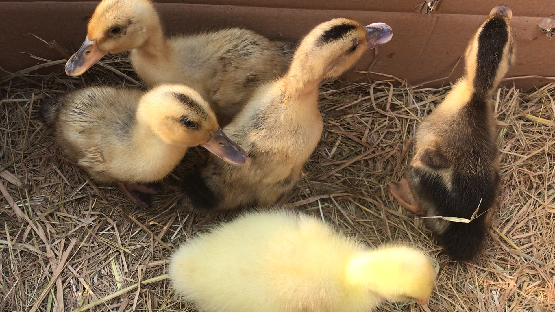 小鸭子和小鹅的第二天,喜欢田园生活费朋友点个关注和赞,谢谢你们