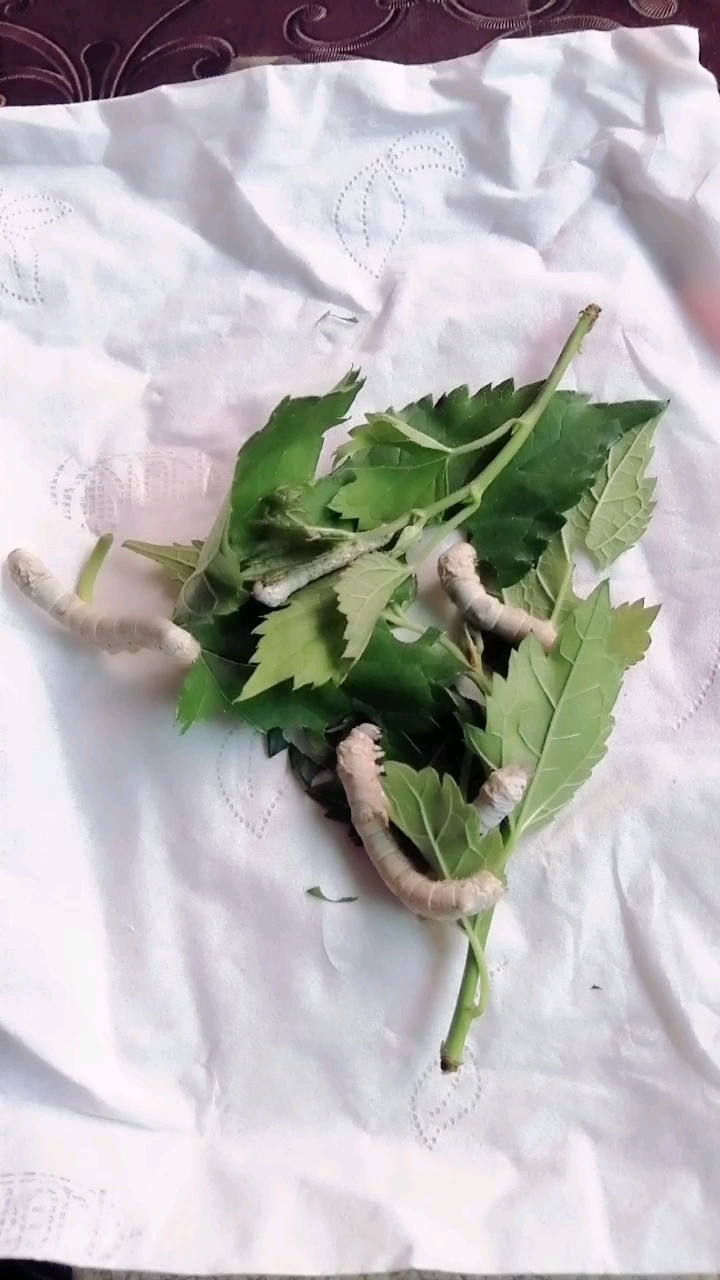 宝宝的小蚕一天天长大了