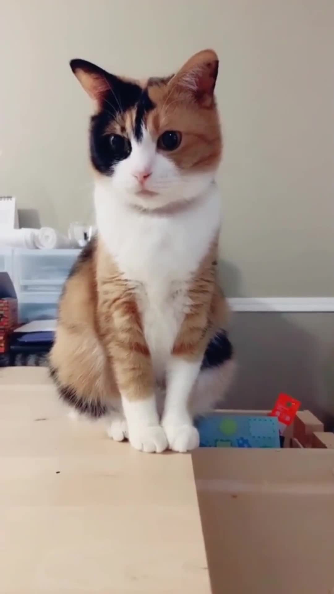 看我家养了三年的三花猫,简直太可爱,最后那是什么东西