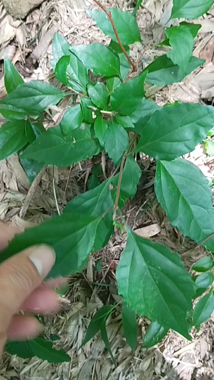 柴叶豆腐的叶子