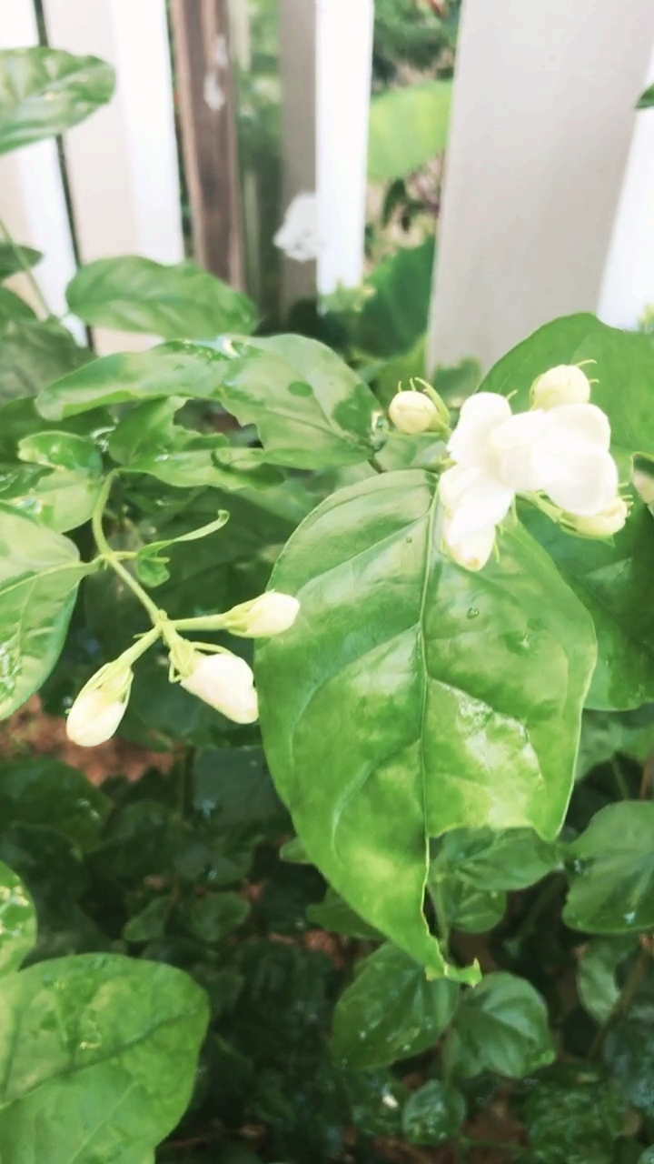 多年的茉莉开花了