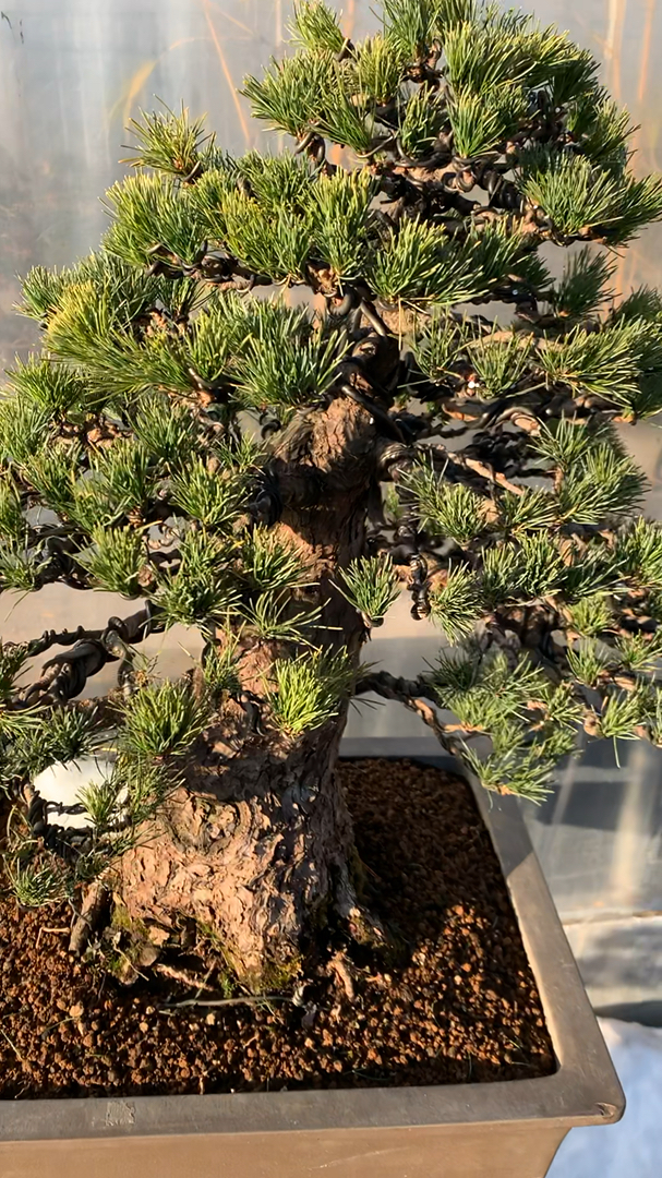 百年老松 几代人的心血