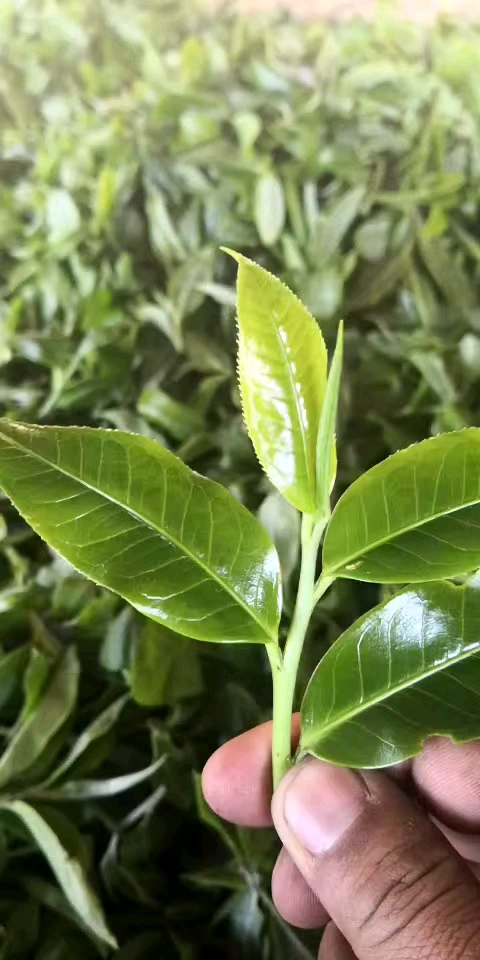 大叶种普洱茶茶青
