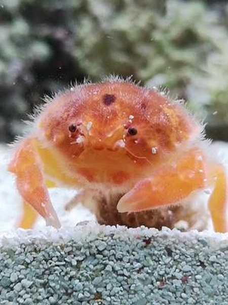 萌宠推荐官谁说只有猫猫狗狗才可爱绵蟹也是很可爱的