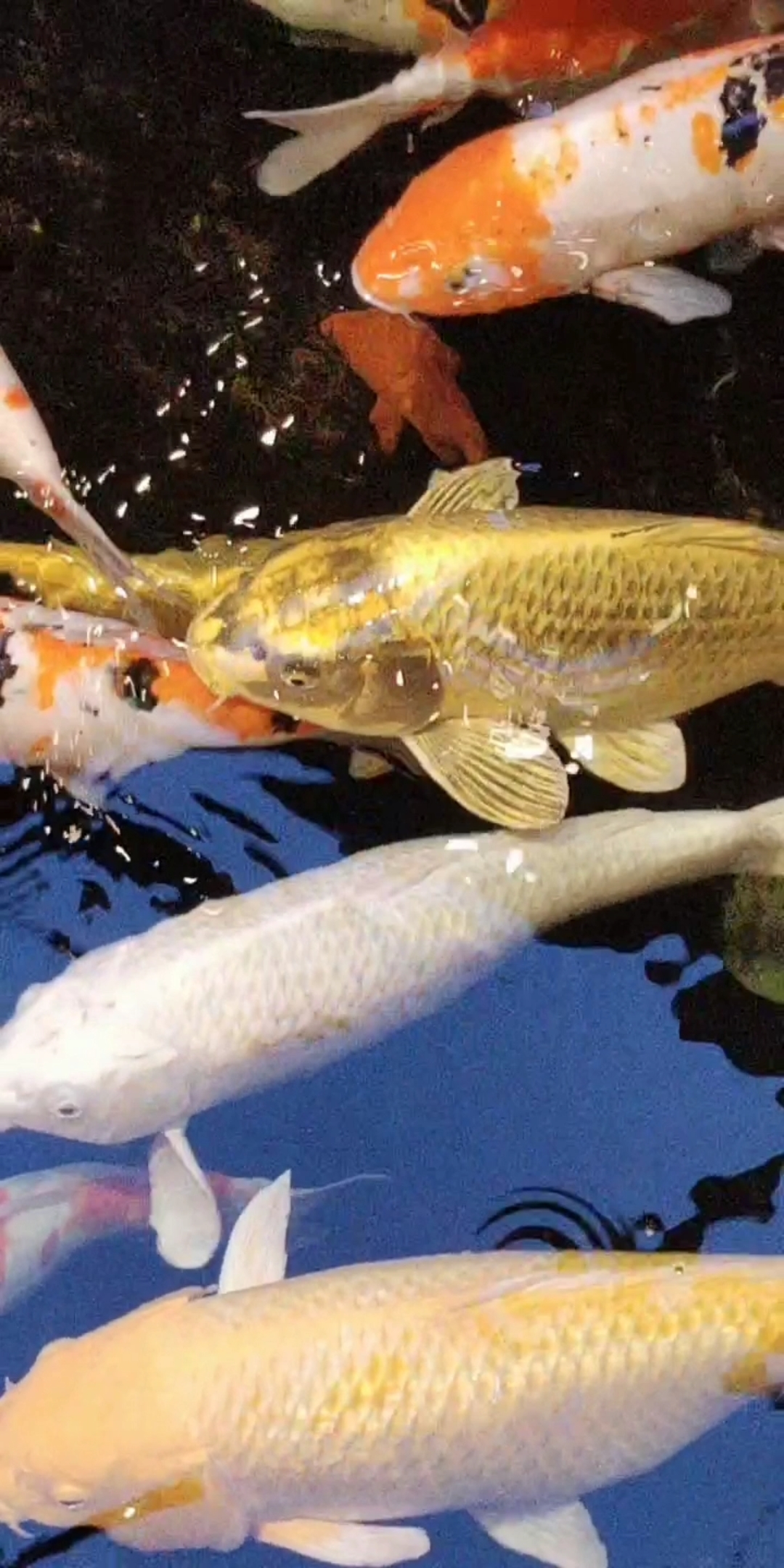 发财锦鲤!看到的各位朋友都大吉大利,多财多福!