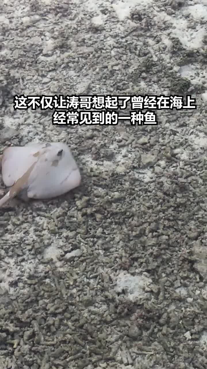 北冥有鱼,其名为鲲,化而为鸟,起名为鹏