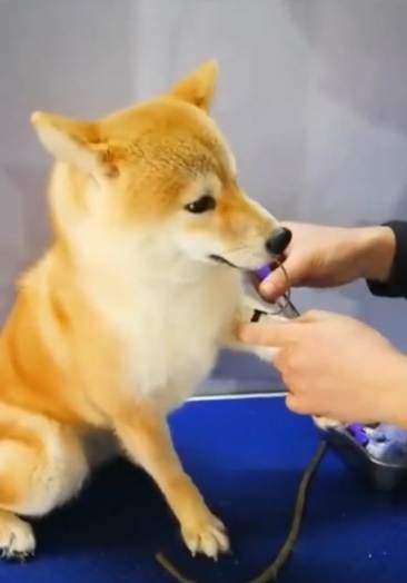 大庆抽血找人代替加微18452009